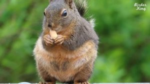 Cat TV: 6 Hours - Beautiful Birds, Squirrels, Nature sounds in Canadian Forest