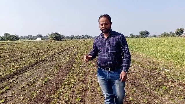 Cultivation of Stevia... Farming смотреть онлайн