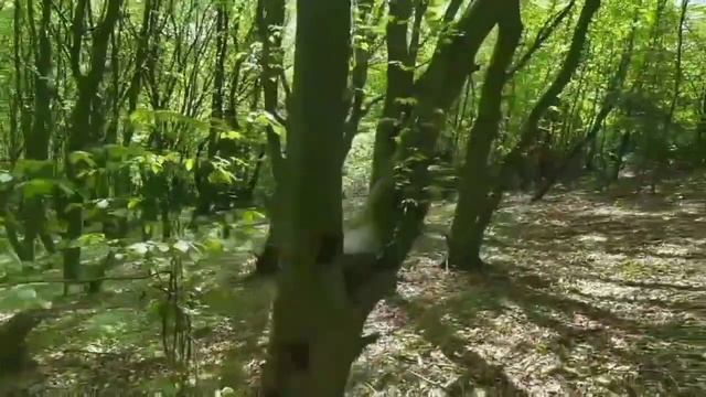 Зять в гостях у Тещи/Интересные истории из жизни. смотреть онлайн