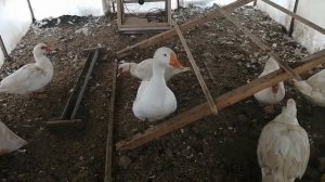 Куры ,мускусные утки,индюки,гуси зимой без отопления.