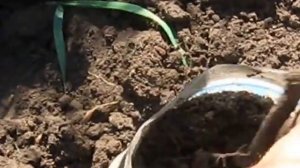 Пересаживаем грецкий орех