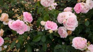 Роскошная француженка Курфюрстин Софи - Kurfurstin Sophie (Meilland Франция, 2010) Обзор и описание