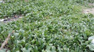 приготовление супер удобрения  такого вы еще не видели