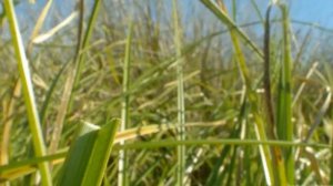 Муравейник. Колония муравьев. #колониямуравьев#муравей#колония#