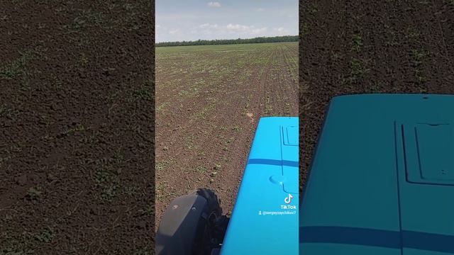 #культивация #подсолнечника