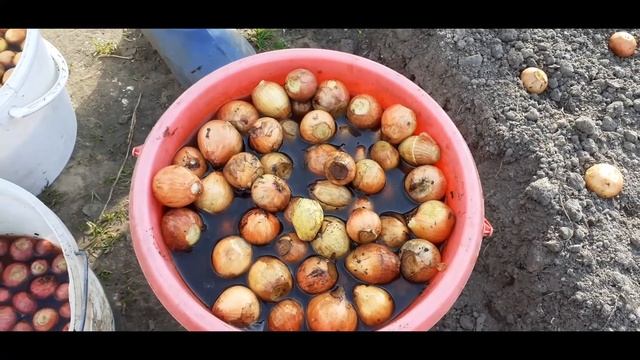 луковые секреты смотреть онлайн