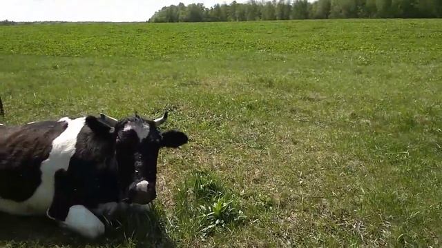 На лоне природы))) смотреть онлайн