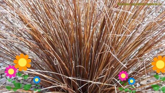 Осока власовидная Бронко. Краткий обзор описание характеристик carex comans Bronco