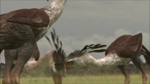 Walking with Beasts - Phorusrhacos (All Scenes)