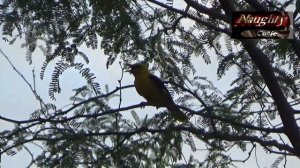 05 Singing Bird Golden Oriole calling || Indian bird watching