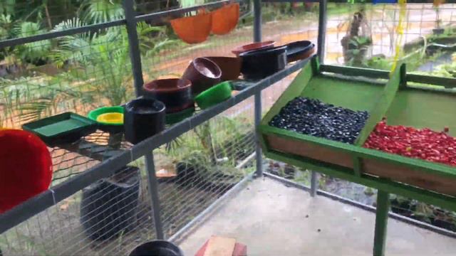 Nursery Visit For Indoor Plants And Fruits Plants | Fruits Plants Name And Price | Plant Shopping