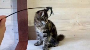 Мейн-Кун чёрный мрамор 5 месяцев.