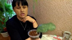 Почему не растут черенки хой  //  Что делать?