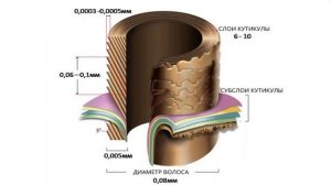 Строение волоса и кожи. Часть 1