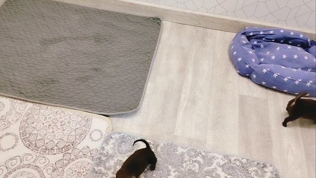 Малыши #чихуахуа после утренней уборки, решили сами навести порядок. Скоро у деток первая вакцинация