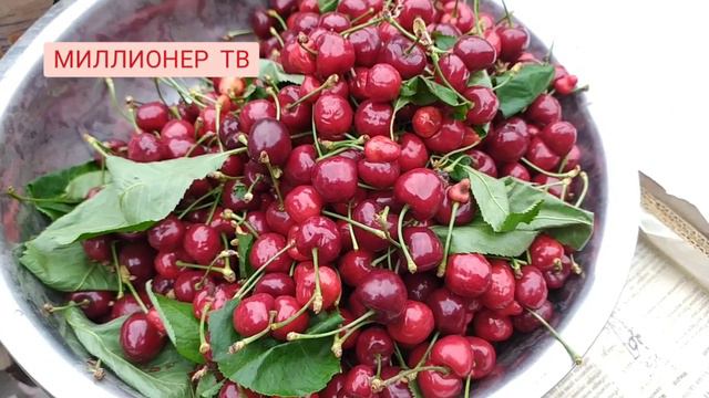 Ҳандалак дар Бозори КОНИБОДОМ имруз.. сегодня рынок Таджикистана фрукты 2022