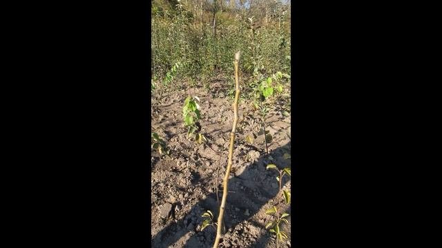 Саженцы яблони, груши, абрикоса, черешни, черной смородины, подвои. Осенняя выкопка саженцев.