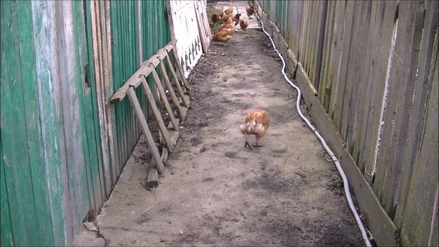 мой заработок на свиньях и курах за  пол года