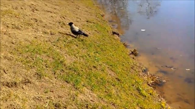 Ворона и кусок хлеба смотреть онлайн