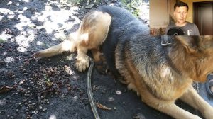 Сколько пальцев у собаки? Прибылые пальцы у собаки