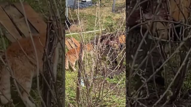 Разборки деревенских боевиков