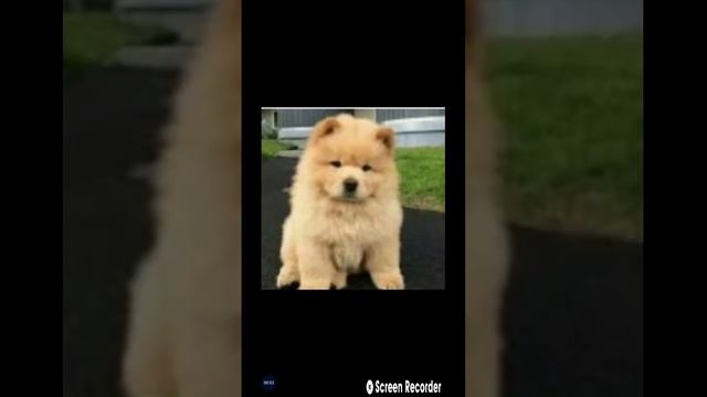 i bet this video can't get same number of like and comments смотреть онлайн