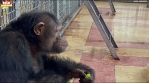 Как живут обезьяны в Ростовском зоопарке