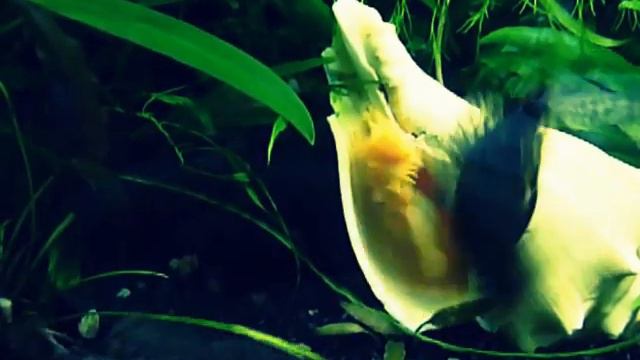 Анциструсы смотреть онлайн