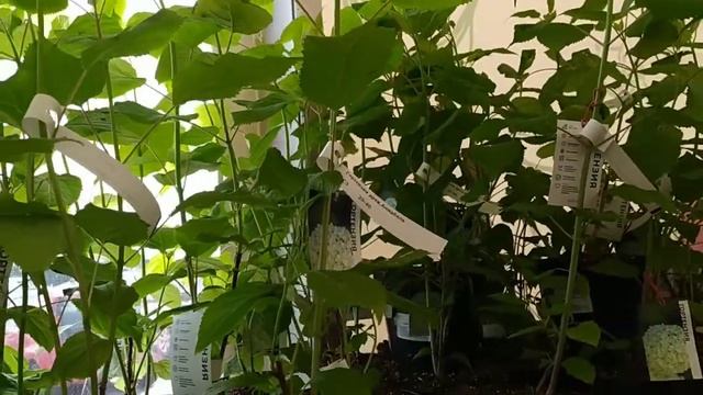Садовый центр#Все для сада и огорода.Garden Center#Everything For The Garden And Vegetable Garden.
