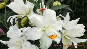 Лилия восточная махровая Лотус Пьюр (lilium) ? обзор: как сажать, луковицы лилии Лотус Пьюр