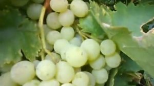 Сорт винограда Восторг.