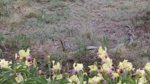 Змеиная свадьба