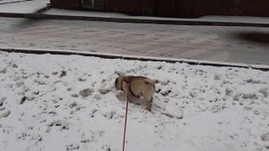 Прогулка с мопсами \  5 часть \ Завершаем прогулку