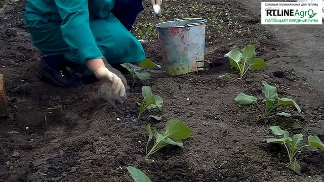 ? Подкормка капусты брокколи. Почему на листьях капусты брокколи появился синий налет. смотреть онлайн