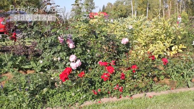 Роза Florentina (Kordes) смотреть онлайн