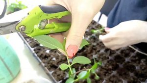 Комбинированное черенкование гортензии. Как сделать ещё больше черенка🌱