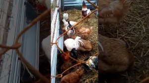 Как сделать  выгул для кур