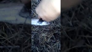 ОХОТА НА ЛИСУ КАПКАНАМИ НА ПРИВАДЕ. ЧАСТЬ 1.1 (ЗАКЛАДЫВАЕМ ПРИВАДУ)