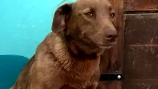 Собака была в приюте 2 года, но вдруг почувствовала знакомый запах смотреть онлайн