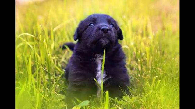 Глава 2. Акт 3. Ошибка маленьких зверушек смотреть онлайн