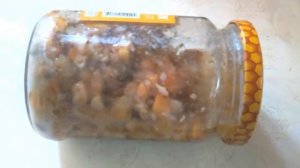 Кукуруза для рыбалки с чесноком мариную в масле.