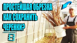 ЗАГОТОВКА И ХРАНЕНИЕ ЧЕРЕНКОВ ВИНОГРАДА. ПРОСТАЯ ОБРЕЗКА ВИНОГРАДА. СЕВЕРНЫЙ ВИНОГРАДНИК 18-21