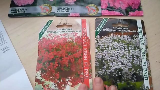Пеларгонии плющелистные и зональные. Обзор сортов.
