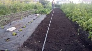 Посадка клубники на биогумусе и сапропеле