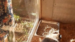 Домашний барсук Луша /соседство с дикобразами