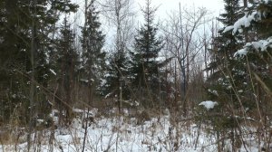 выезд за клестами Loxia leucoptera