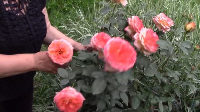 Роза сортовая и флорибунда. Отличия.