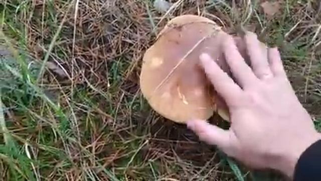 ❗Грибная бомба❗ БЕЛЫЕ ГРИБЫ В НОЯБРЕ на Кинбурне❗ Маслята, зеленушки, белые❗ 2️⃣4️⃣ ноября 2021 год смотреть онлайн