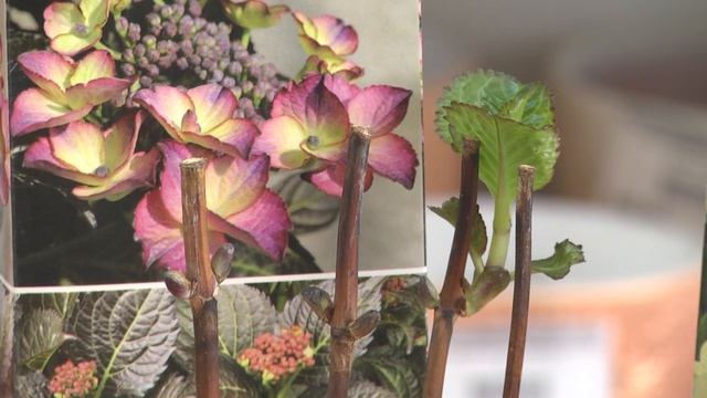 2023 02 16 ВО САДУ И В ОГОРОДЕ смотреть онлайн