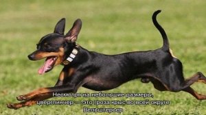 Собака-крысолов: какие породы ловят крыс и мышей